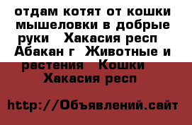 отдам котят от кошки мышеловки в добрые руки - Хакасия респ., Абакан г. Животные и растения » Кошки   . Хакасия респ.